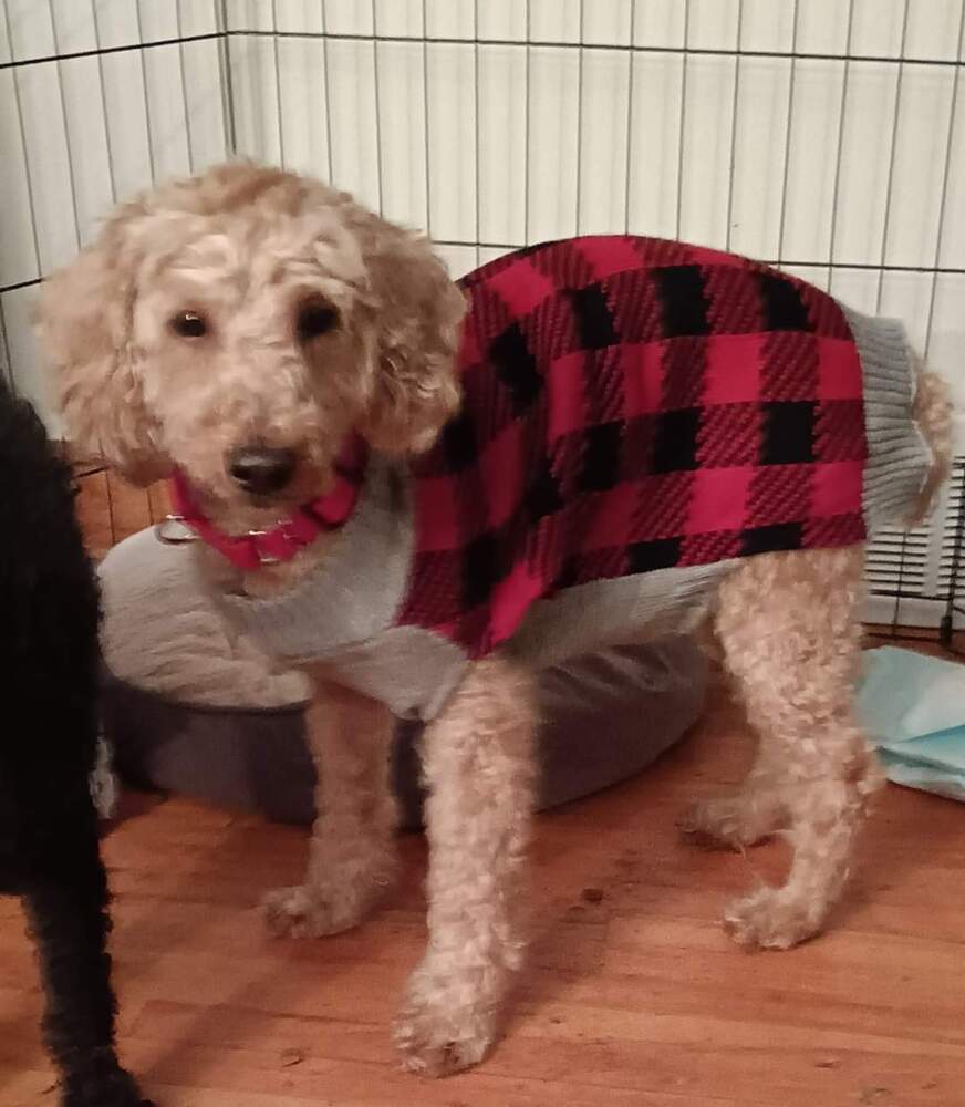 Presley (2), an adoptable Poodle in Wausau, WI, 54401 | Photo Image 6