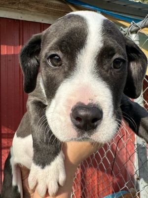Russell Stover, Baby Male Mixed Breed