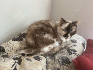 Willow - Older Siamese Mix/Torti -SHORT Term Fost Siamese Cat