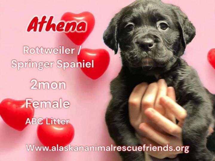 Athena 2