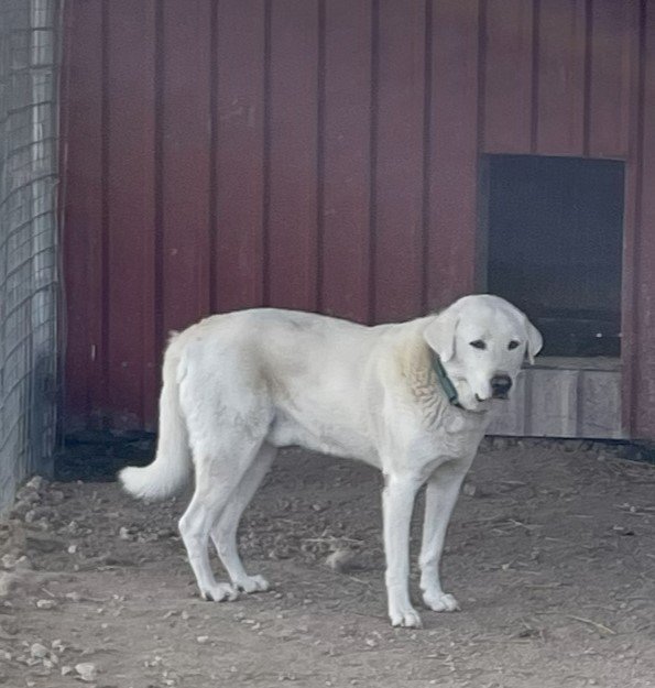 Colemann, an adoptable Akbash, Great Pyrenees in Whitewright, TX, 75491 | Photo Image 2