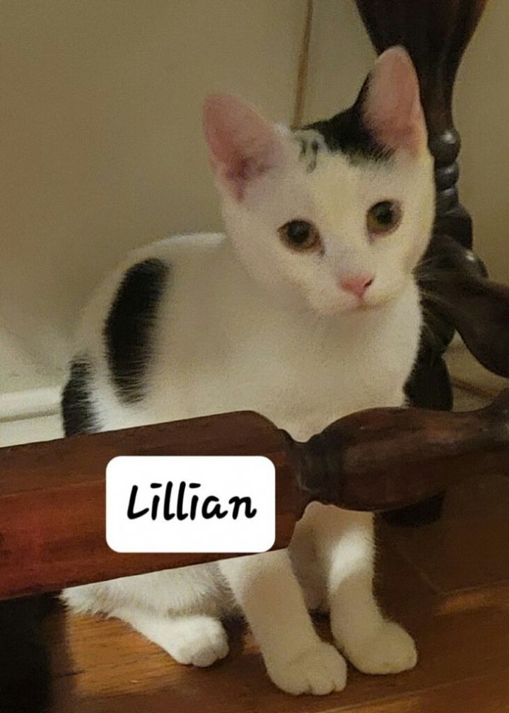 Lillian 1