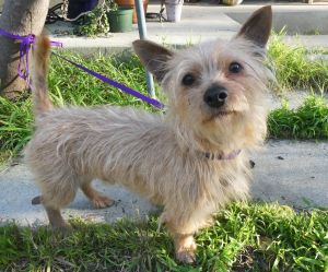 Tyson is a darling little Carin Terrier about 2 years old and weighs 9 pounds Hes a ladys dog and