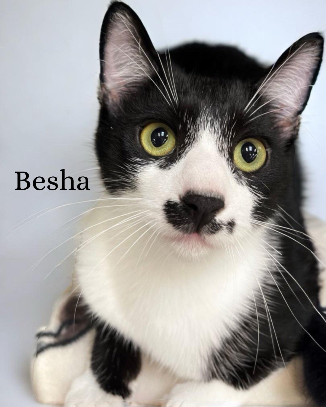 Besha & Pesha