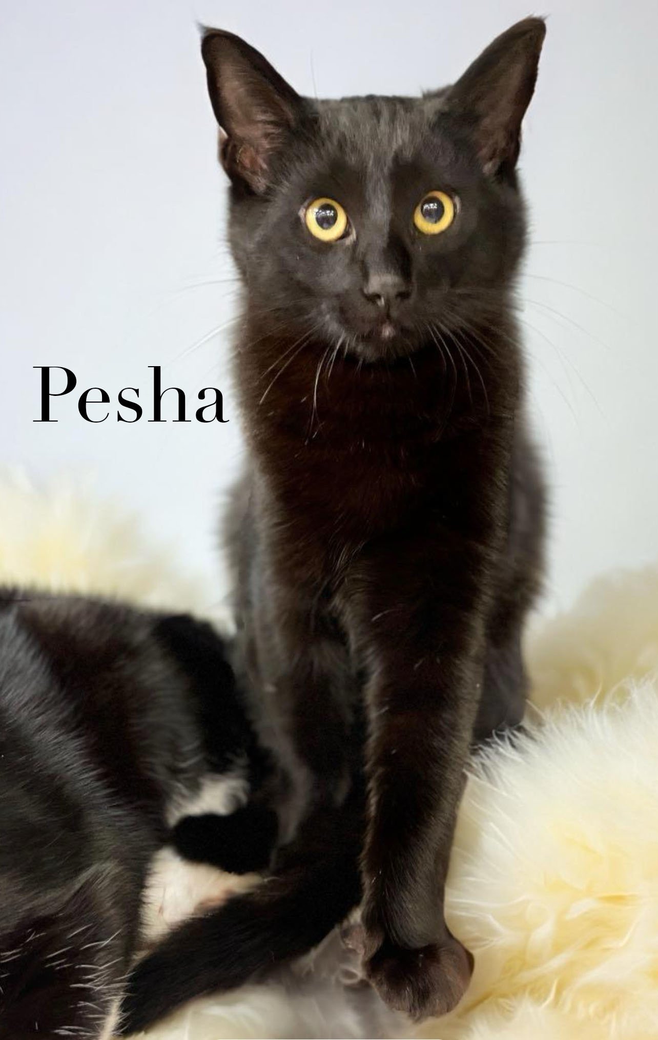 Besha & Pesha