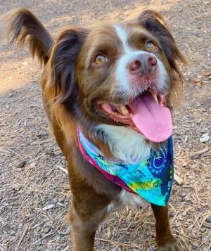 Sailor *URGENT FOSTER NEEDED TOO! Brittany Spaniel Dog