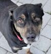 Jamie *Adopt or Foster * photo 1