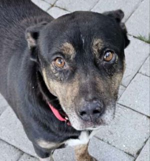 Jamie *Adopt or Foster *, Young Female Shepherd