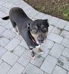 Jamie *Adopt or Foster * photo 2