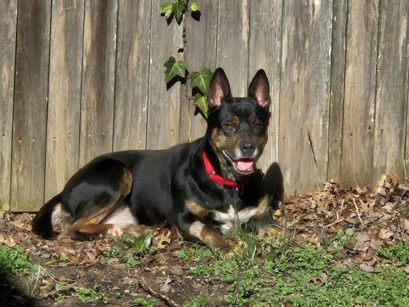 Jamie *Foster or Adopt *
