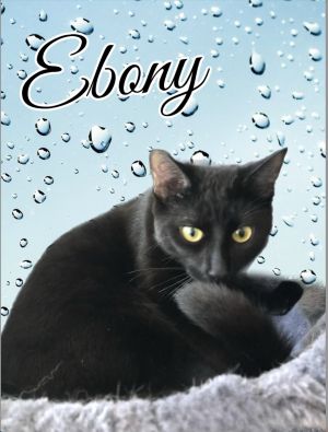 Ebony Domestic Short Hair Cat