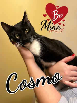 Cosmo Domestic Short Hair Cat