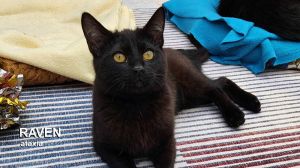 Raven, Young Female Domestic Short Hair