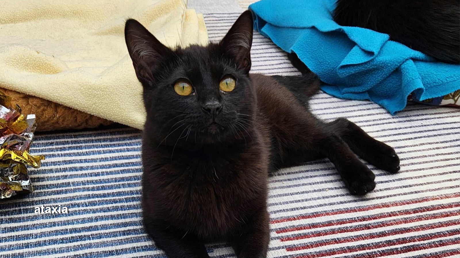 Raven, an adoptable Domestic Short Hair in Santa Rosa, CA, 95404 | Photo Image 3