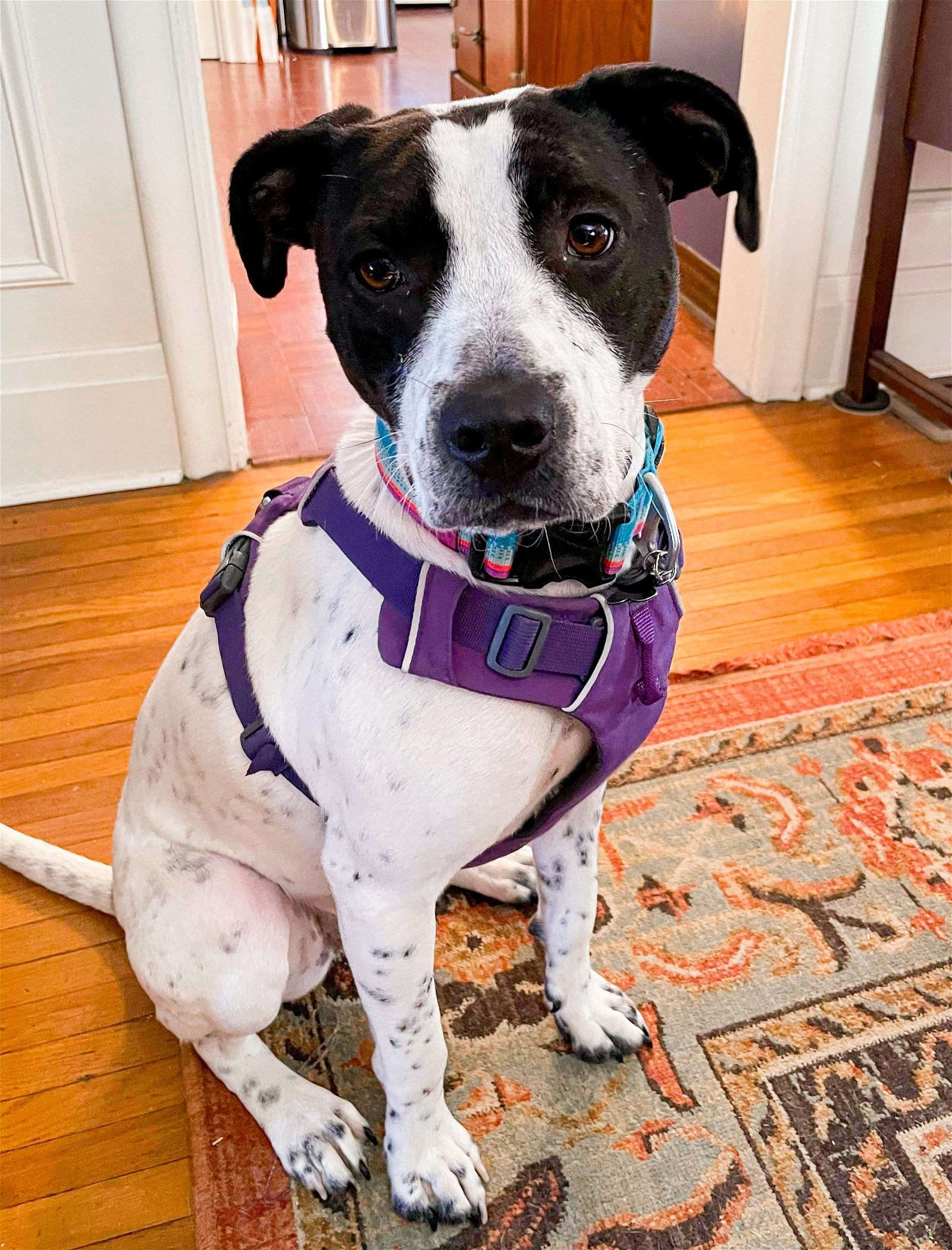 English pointer best sale pitbull mix