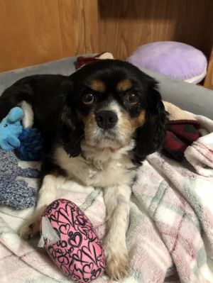 Petfinder cavalier king sales charles