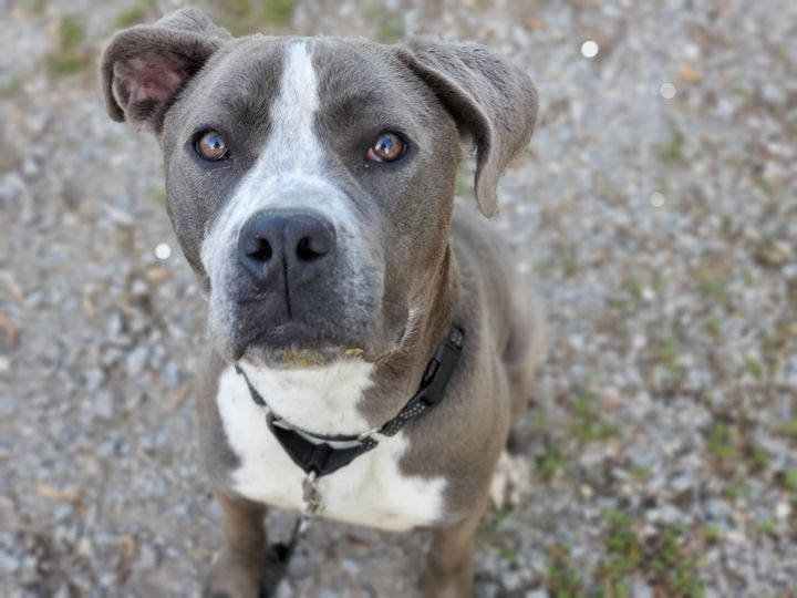 Kascia, an adoptable Pit Bull Terrier in New London, WI, 54961 | Photo Image 2