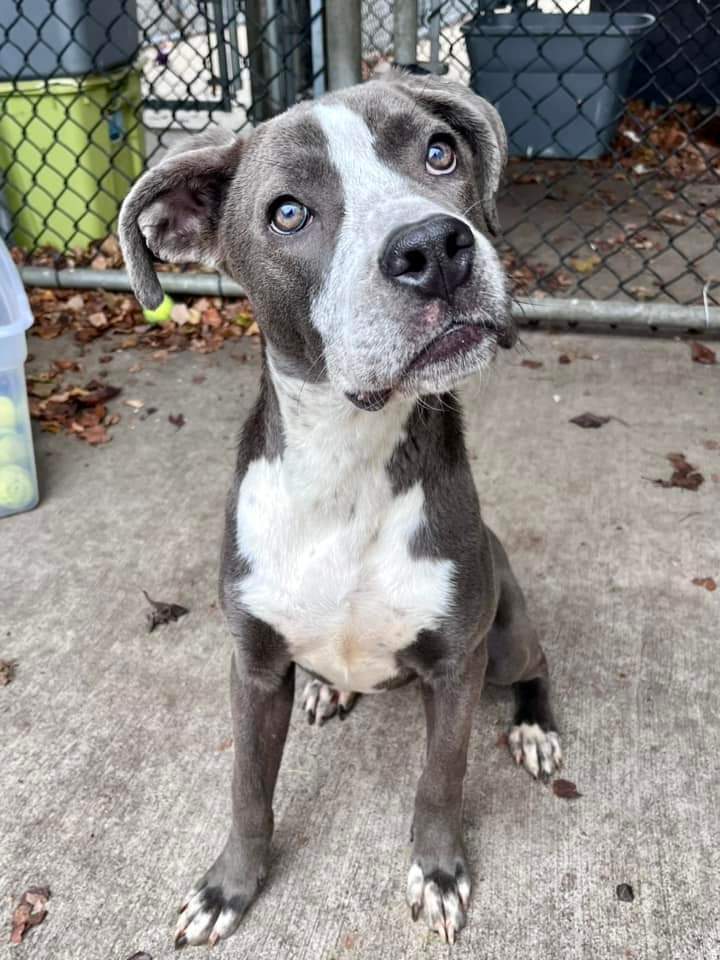 Kascia, an adoptable Pit Bull Terrier in New London, WI, 54961 | Photo Image 5