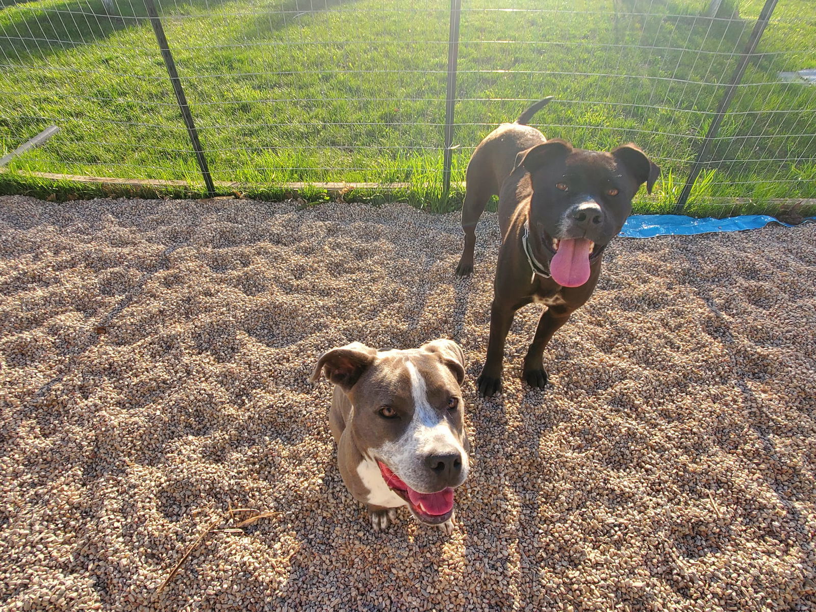 Kascia, an adoptable Pit Bull Terrier in New London, WI, 54961 | Photo Image 7