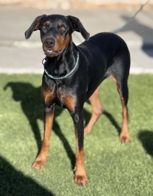 Cookie Doberman Pinscher Dog