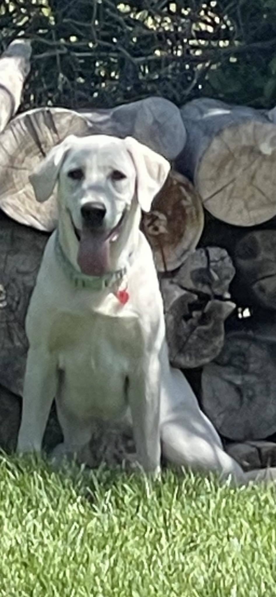 Snow, an adoptable Anatolian Shepherd, Great Pyrenees in Midway, UT, 84049 | Photo Image 1