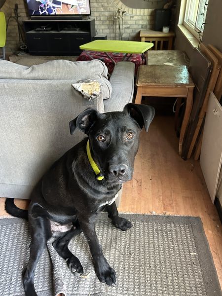 Fergus, an adoptable German Shepherd Dog, Labrador Retriever in Midway, UT, 84049 | Photo Image 2