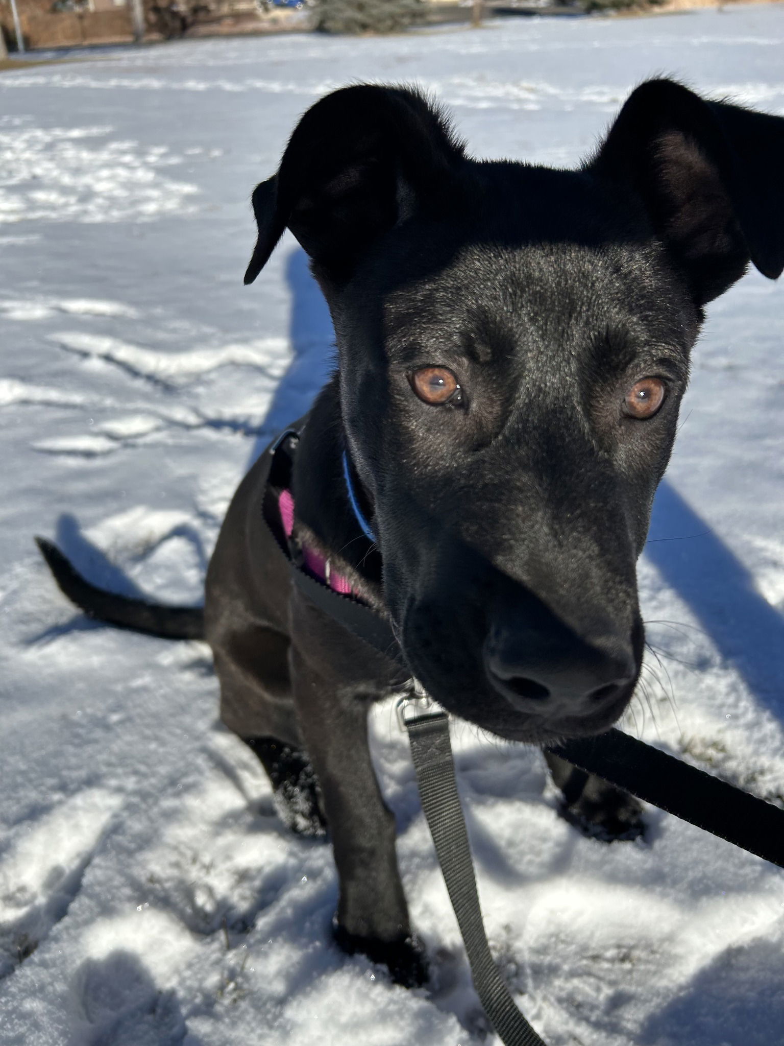 Fergus, an adoptable German Shepherd Dog, Labrador Retriever in Midway, UT, 84049 | Photo Image 4