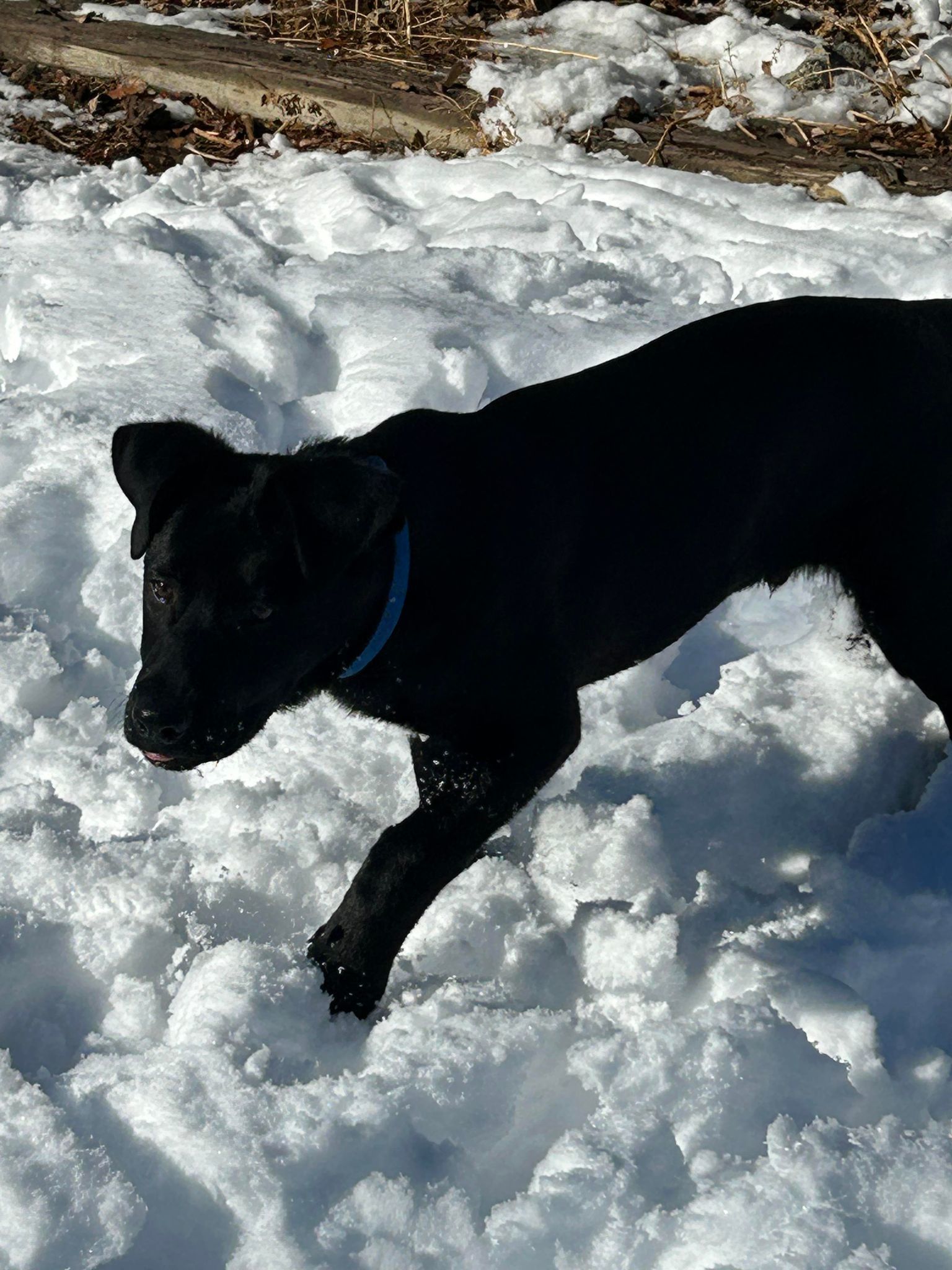 Fergus, an adoptable German Shepherd Dog, Labrador Retriever in Midway, UT, 84049 | Photo Image 5