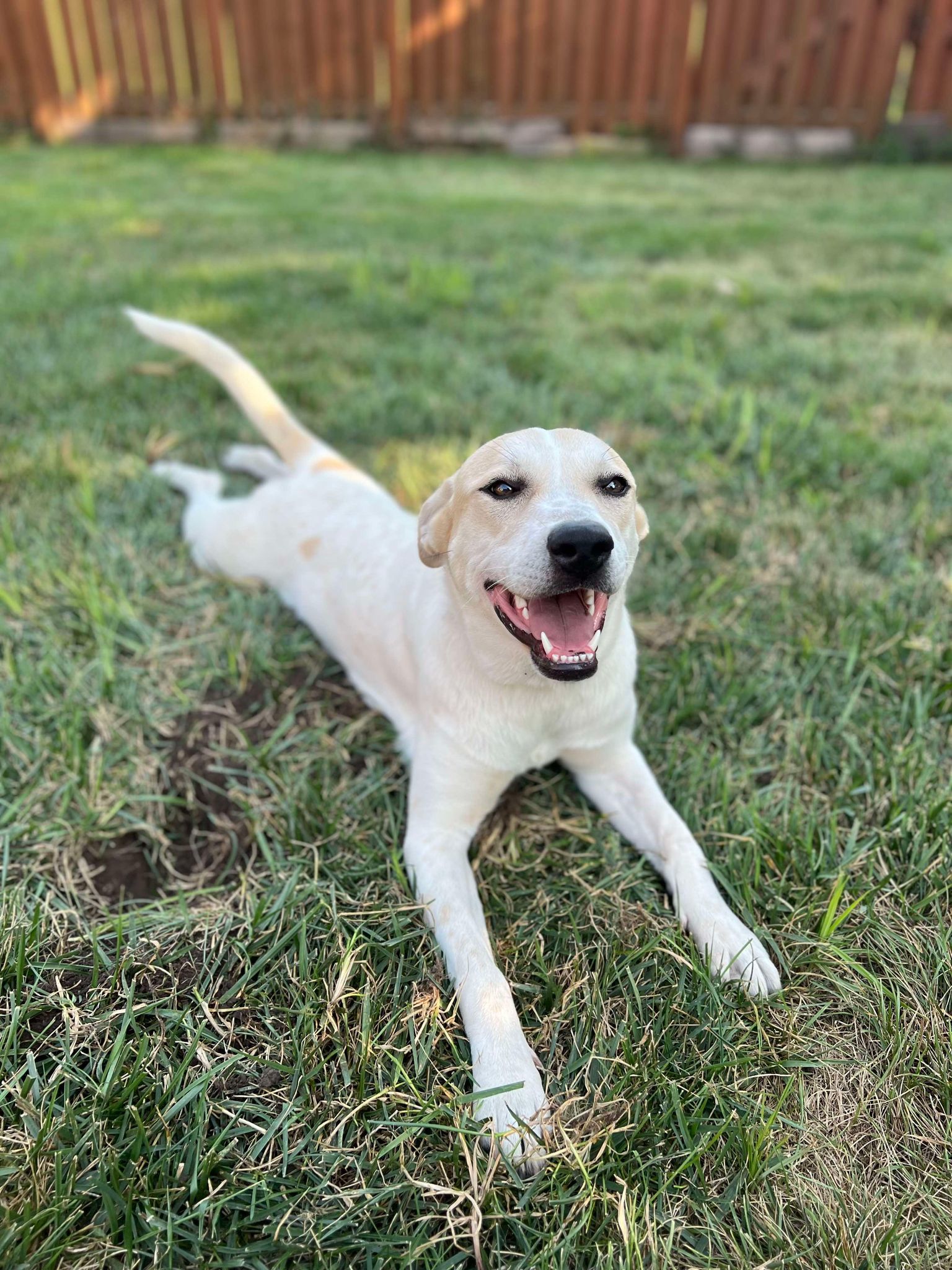 Lavendar, an adoptable Great Pyrenees, Anatolian Shepherd in Midway, UT, 84049 | Photo Image 2