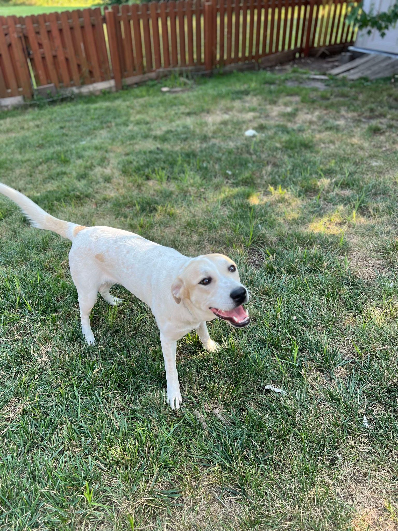 Lavendar, an adoptable Great Pyrenees, Anatolian Shepherd in Midway, UT, 84049 | Photo Image 6