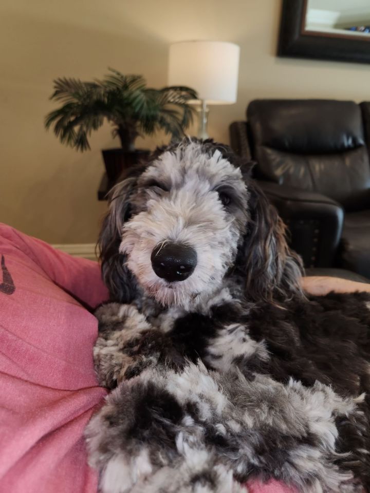 Lulu, an adoptable Poodle & Australian Shepherd Mix in Weatherford, TX_image-1