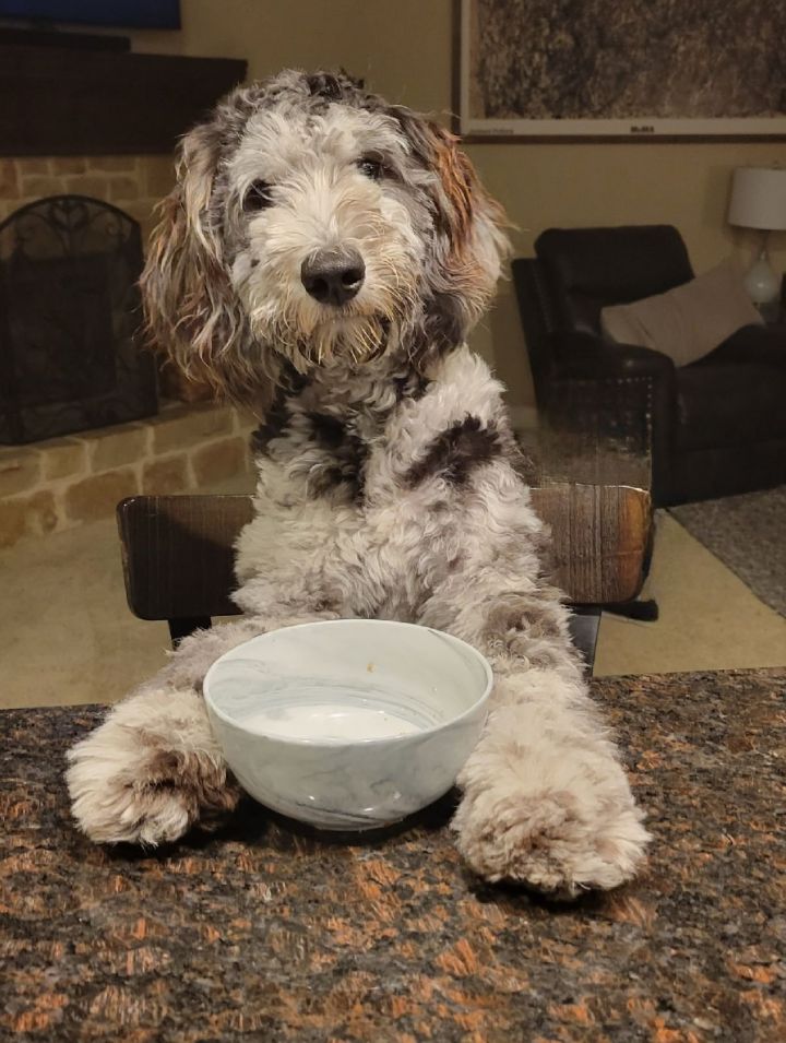 Lulu, an adoptable Poodle & Australian Shepherd Mix in Weatherford, TX_image-2