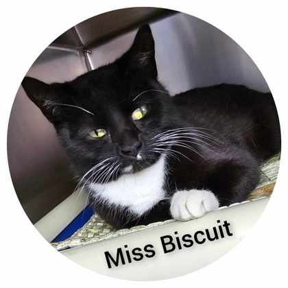 Miss Biscuit 1