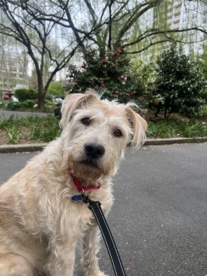 ARYA - 8 years old Doodle Mix 63lbs Female Spayed Arya is available for Foster to Adopt Please