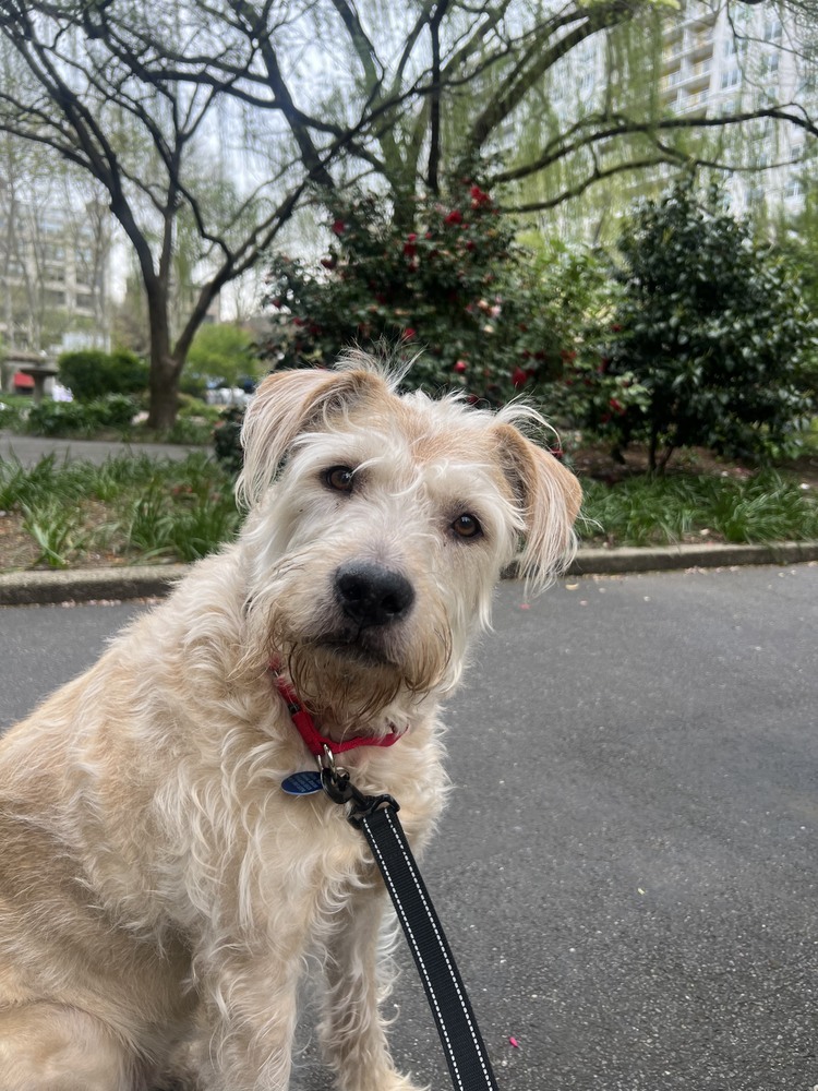 ARYA, an adoptable Goldendoodle, Terrier in Manhattan, NY, 10009 | Photo Image 1