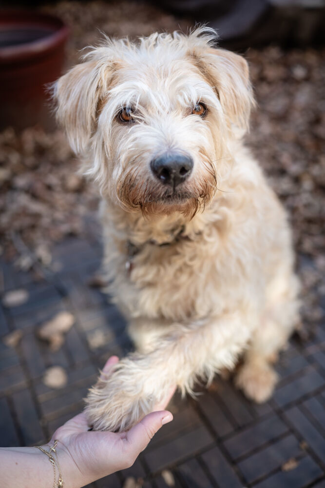ARYA, an adoptable Goldendoodle, Terrier in Manhattan, NY, 10009 | Photo Image 2