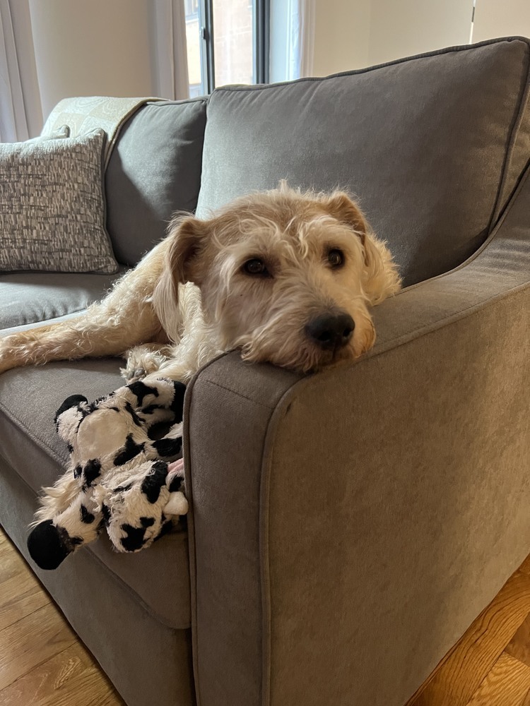 ARYA, an adoptable Goldendoodle, Terrier in Manhattan, NY, 10009 | Photo Image 3