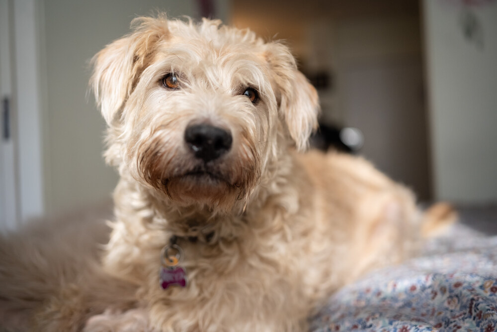 ARYA, an adoptable Goldendoodle, Terrier in Manhattan, NY, 10009 | Photo Image 4