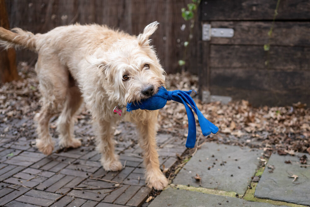 ARYA, an adoptable Goldendoodle, Terrier in Manhattan, NY, 10009 | Photo Image 5