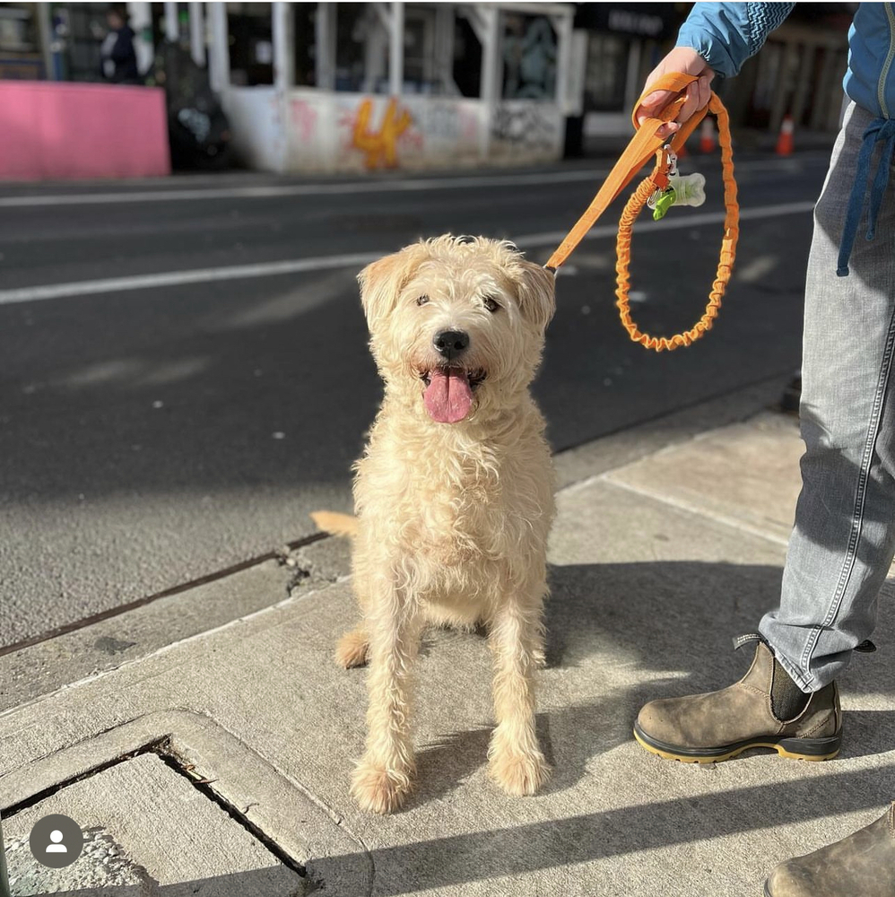 ARYA, an adoptable Goldendoodle, Terrier in Manhattan, NY, 10009 | Photo Image 6