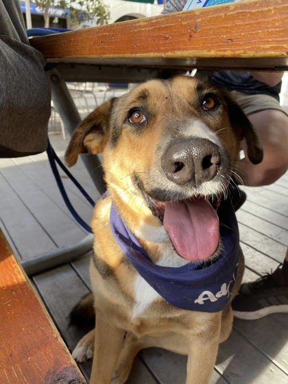 Drake Cake, an adoptable Retriever, Mixed Breed in Savannah, GA, 31410 | Photo Image 1