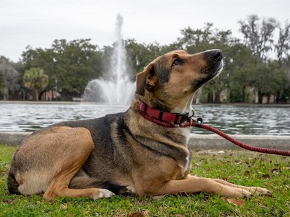 Drake Cake, an adoptable Retriever, Mixed Breed in Savannah, GA, 31410 | Photo Image 3
