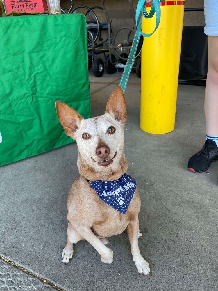 Rocky Road, an adoptable Terrier in Rathdrum, ID, 83858 | Photo Image 1