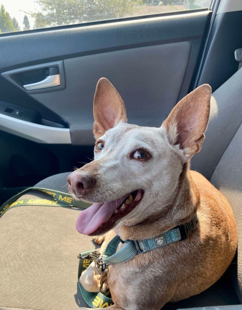 Rocky Road, an adoptable Terrier in Rathdrum, ID, 83858 | Photo Image 2