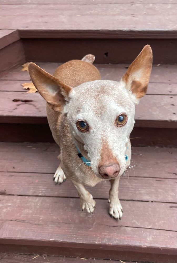 Rocky Road, an adoptable Terrier in Rathdrum, ID, 83858 | Photo Image 3