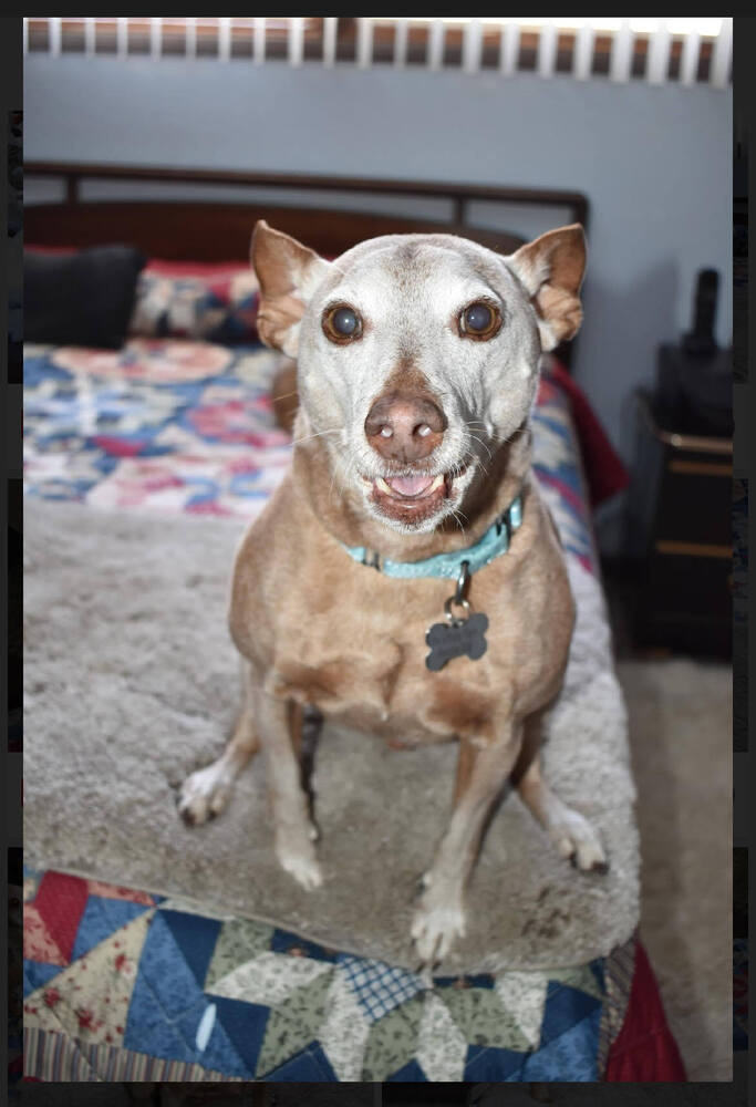 Rocky Road, an adoptable Terrier in Rathdrum, ID, 83858 | Photo Image 4