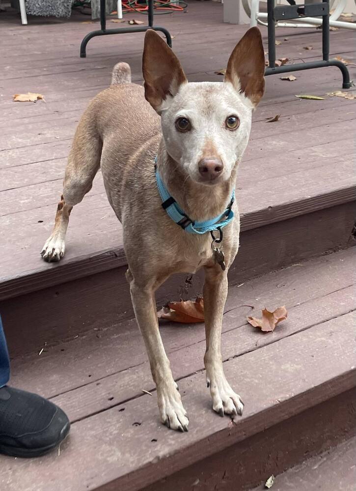 Rocky Road, an adoptable Terrier in Rathdrum, ID, 83858 | Photo Image 5