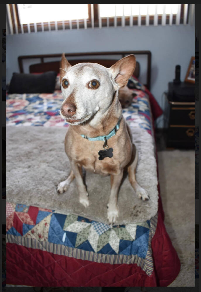 Rocky Road, an adoptable Terrier in Rathdrum, ID, 83858 | Photo Image 6