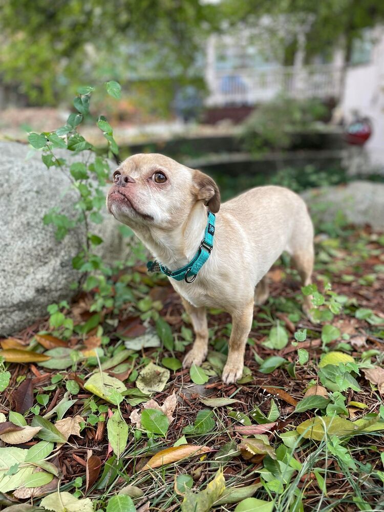 Butterscotch, an adoptable Pug in Rathdrum, ID, 83858 | Photo Image 1