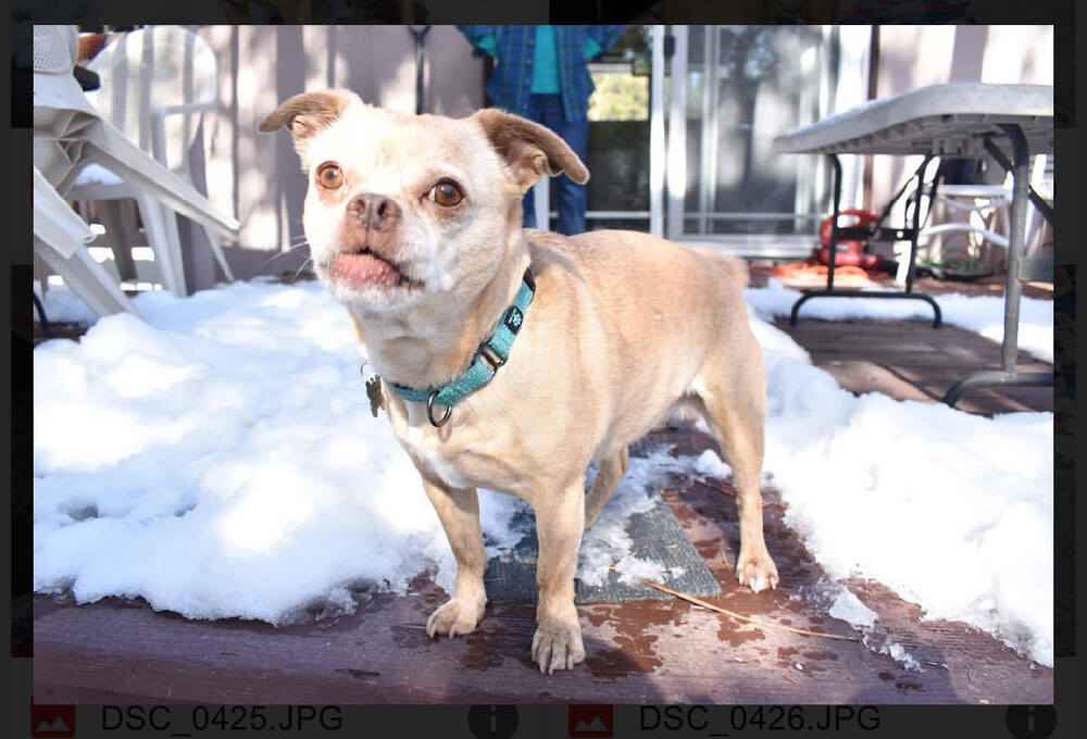 Butterscotch, an adoptable Pug in Rathdrum, ID, 83858 | Photo Image 2